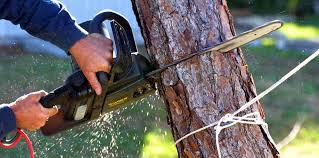 Best Tree Cabling and Bracing  in Imperial, PA