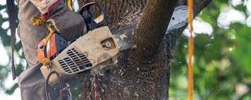 Best Storm Damage Tree Cleanup  in Imperial, PA