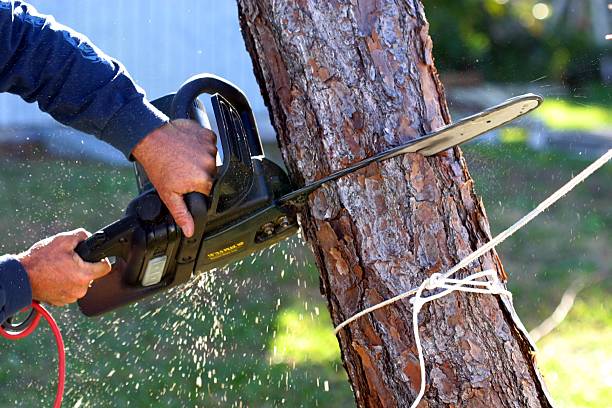 Reliable Imperial, PA Tree Care Solutions