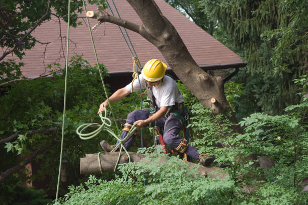 Best Landscape Design and Installation  in Imperial, PA