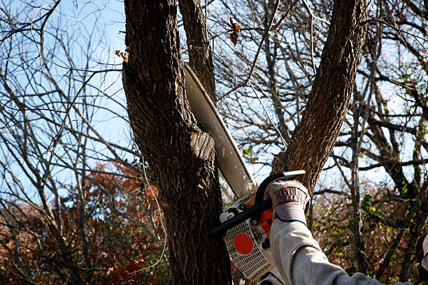 Best Arborist Consultation Services  in Imperial, PA