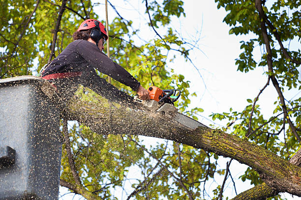Best Fruit Tree Pruning  in Imperial, PA