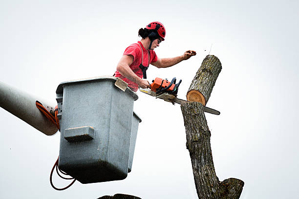 Reliable Imperial, PA Tree Care Solutions