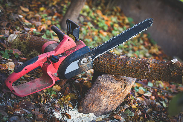 How Our Tree Care Process Works  in  Imperial, PA
